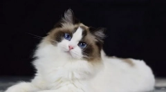 Jakie koty charakter i zachowanie są silnie przypominające psy